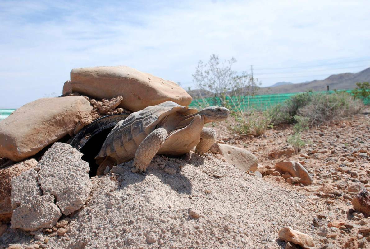 ARCHIVO*** FOTOGRAFÍA DE DISTRIBUCIÓN DE CORTESÍA La tortuga del desierto Mojave Max emerge ...