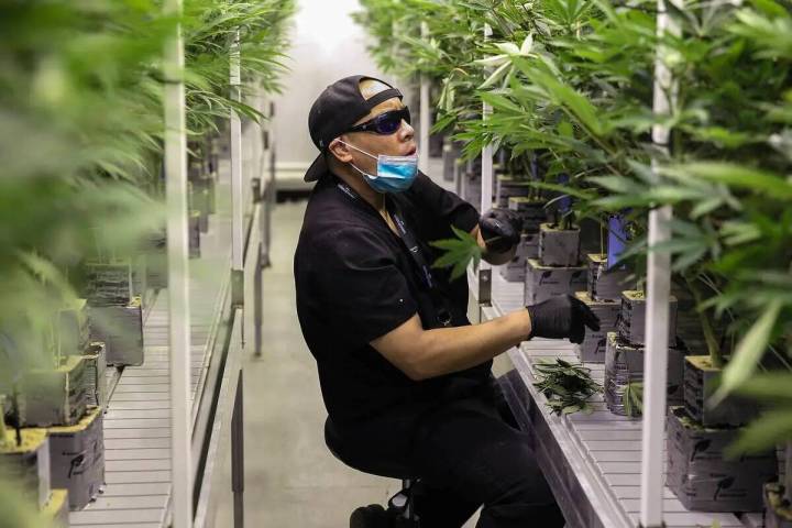Christian Lingatong, jefe de cultivo en Redwood Cultivation, recorta plantas de marihuana en la ...