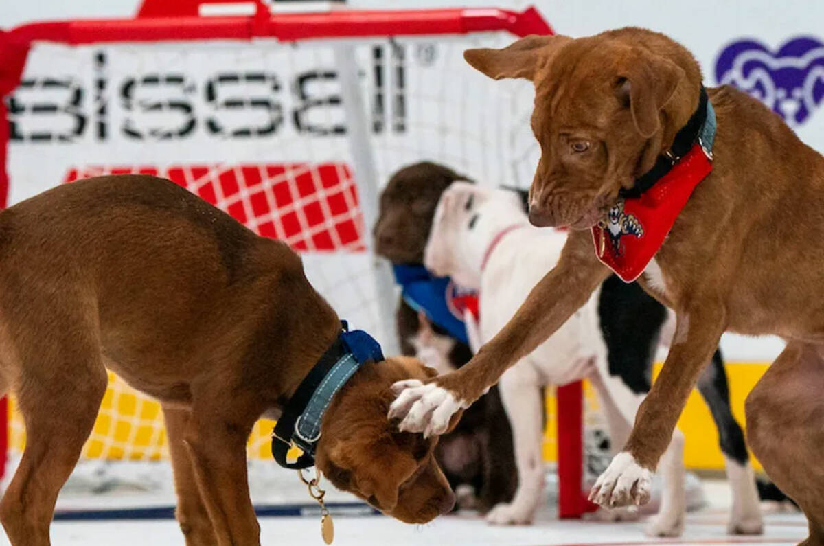 The NHL is celebrating the Stanley Cup Playoffs with its "Stanley Pup" special, which is set to ...