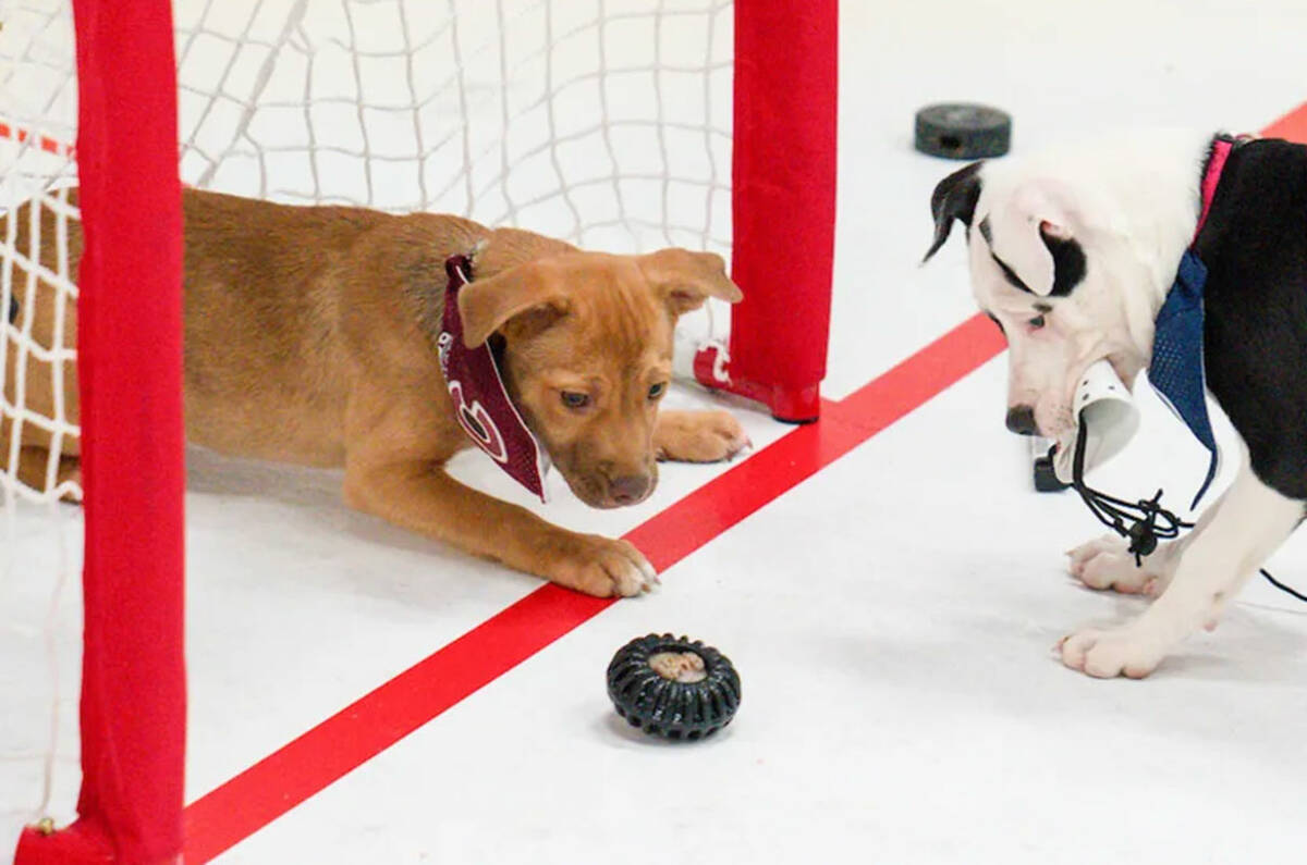 The NHL is celebrating the Stanley Cup Playoffs with its "Stanley Pup" special, which is set to ...