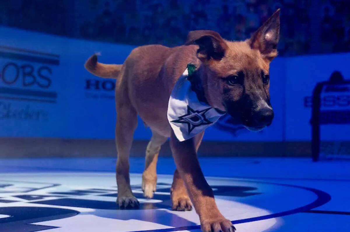 The NHL is celebrating the Stanley Cup Playoffs with its "Stanley Pup" special, which is set to ...