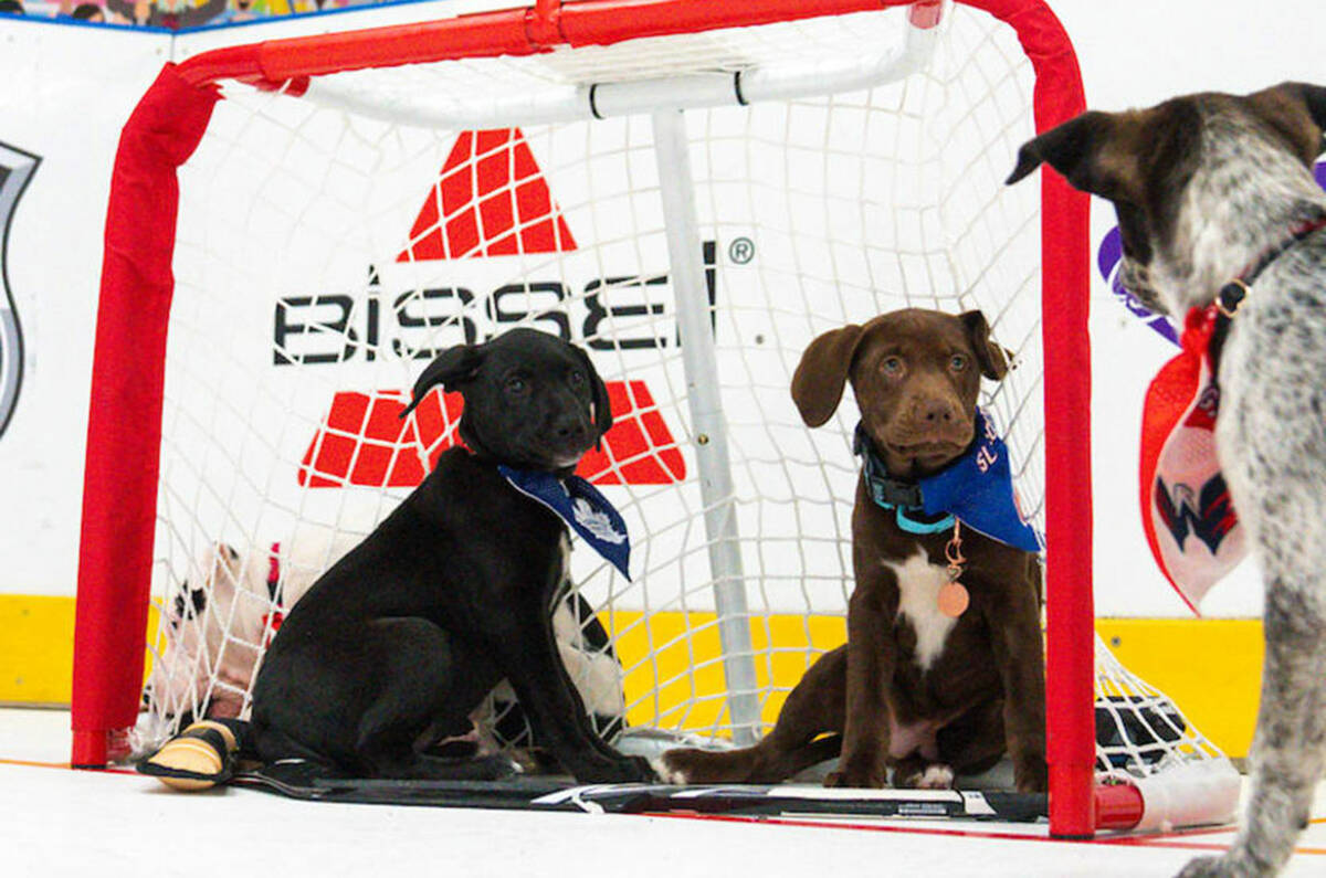 The NHL is celebrating the Stanley Cup Playoffs with its "Stanley Pup" special, which is set to ...