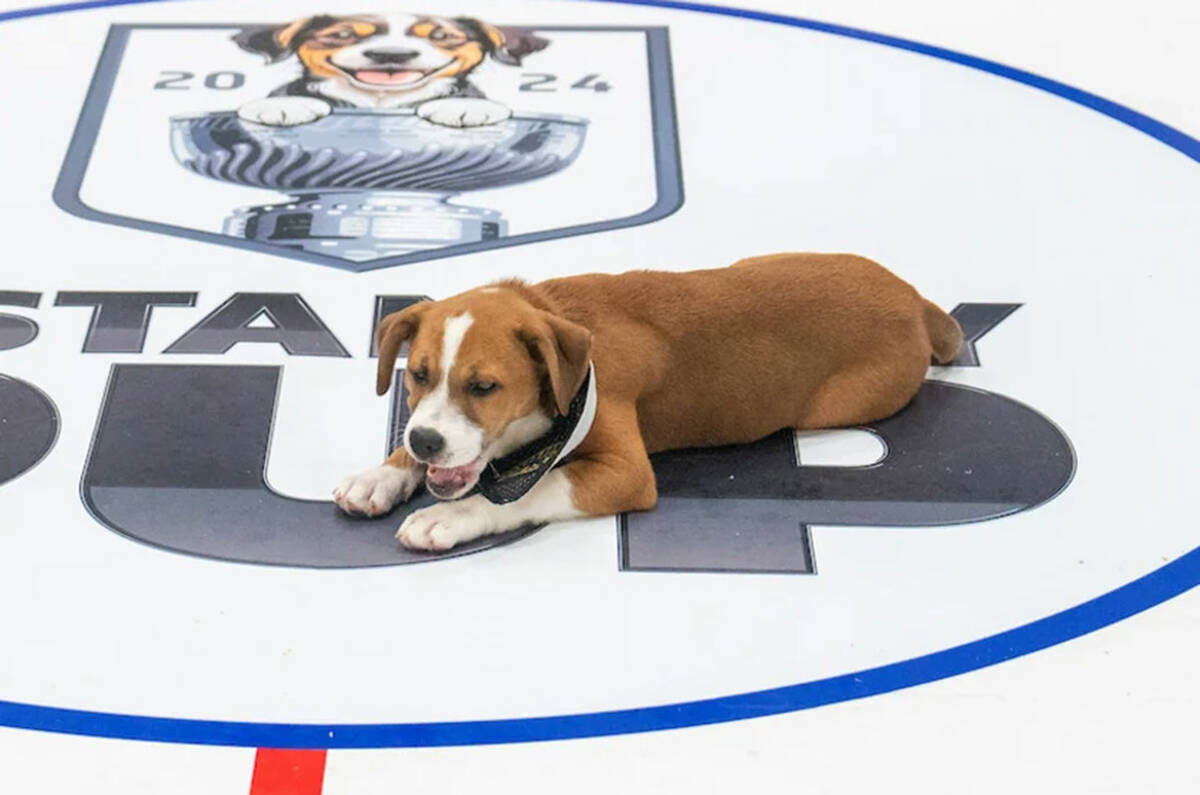 The NHL is celebrating the Stanley Cup Playoffs with its "Stanley Pup" special, which is set to ...