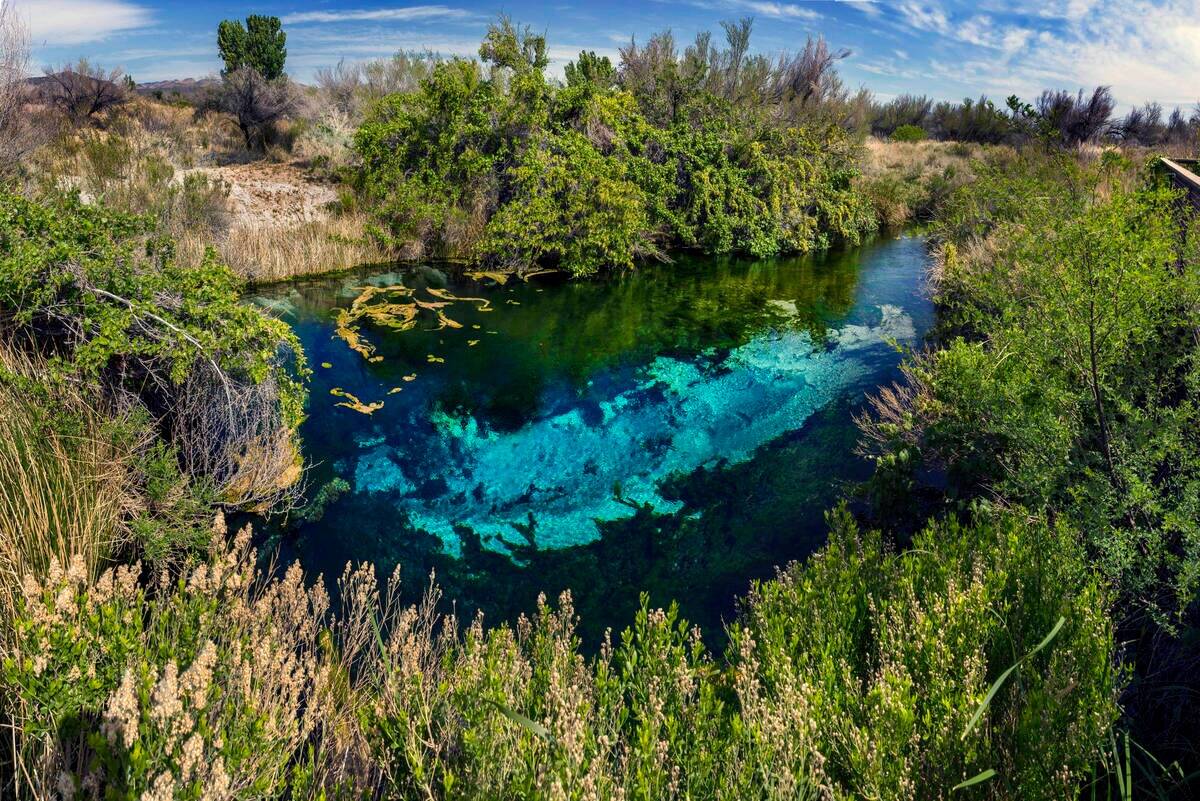 El 9 de mayo de 2023, en el Amargosa Valley, un estanque azul rebosa de vida salvaje y vegetaci ...