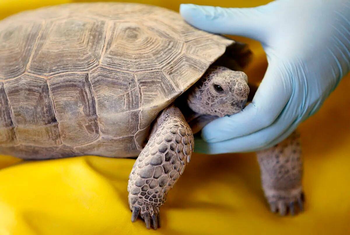 Un técnico veterinario sostiene una tortuga del desierto mientras realiza una evaluación sani ...