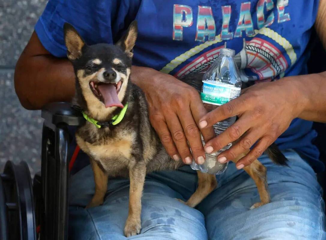 Polly se sienta en el regazo de su dueño Daniel Zamora durante un día caluroso en Courtyard H ...