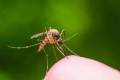 El Condado Clark ha establecido un desagradable récord relacionado con los mosquitos