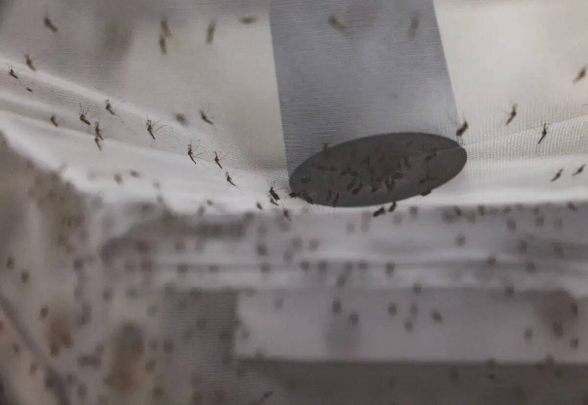 Los mosquitos se alimentan de un dispositivo con sangre en un laboratorio de la UNLV en Las Veg ...