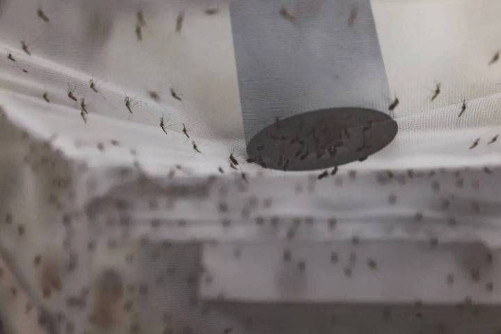 Los mosquitos se alimentan de un dispositivo con sangre en un laboratorio de la UNLV en Las Veg ...
