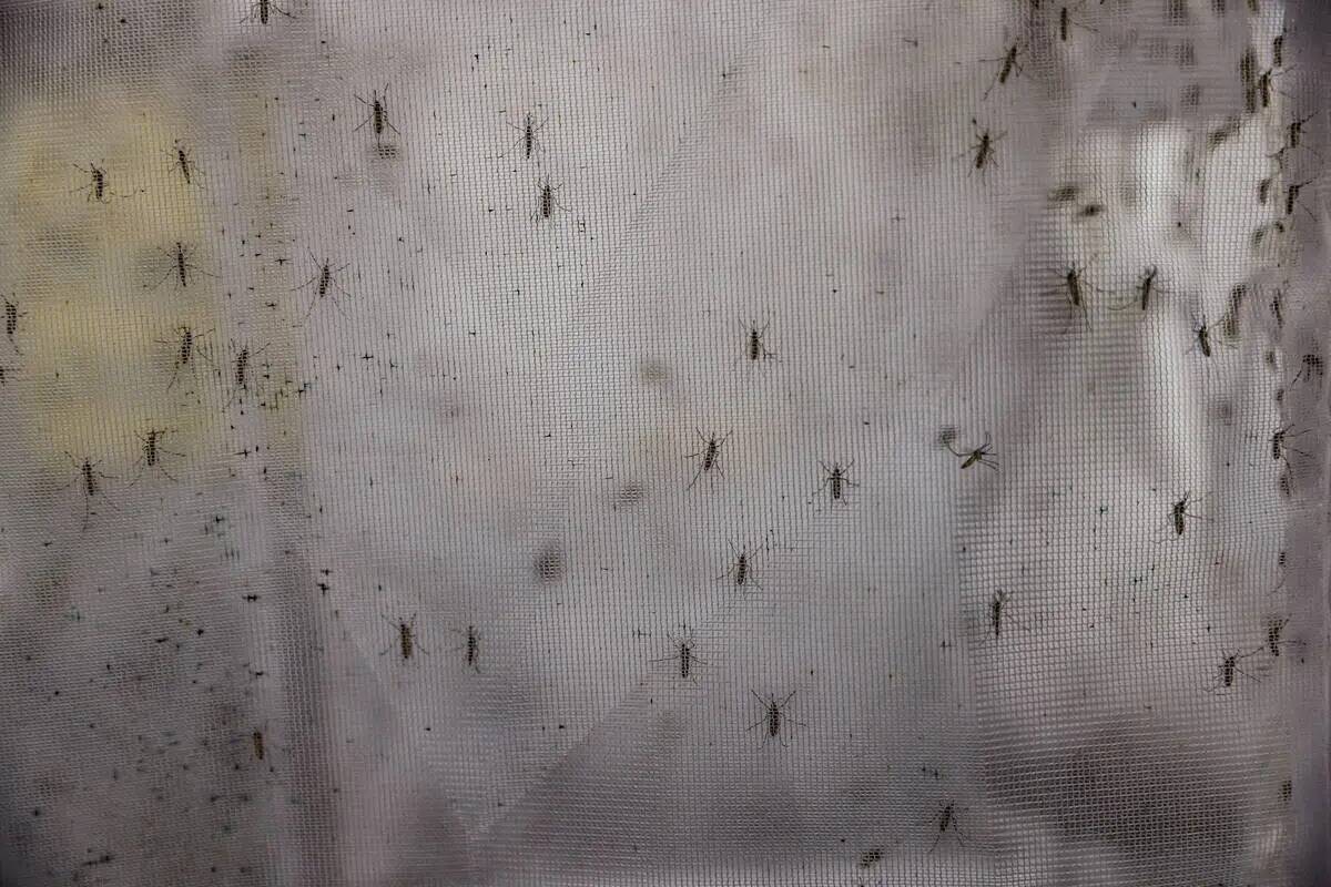 Mosquitos en un contenedor de la UNLV en Las Vegas, martes 11 de junio de 2024. (Rachel Aston/L ...