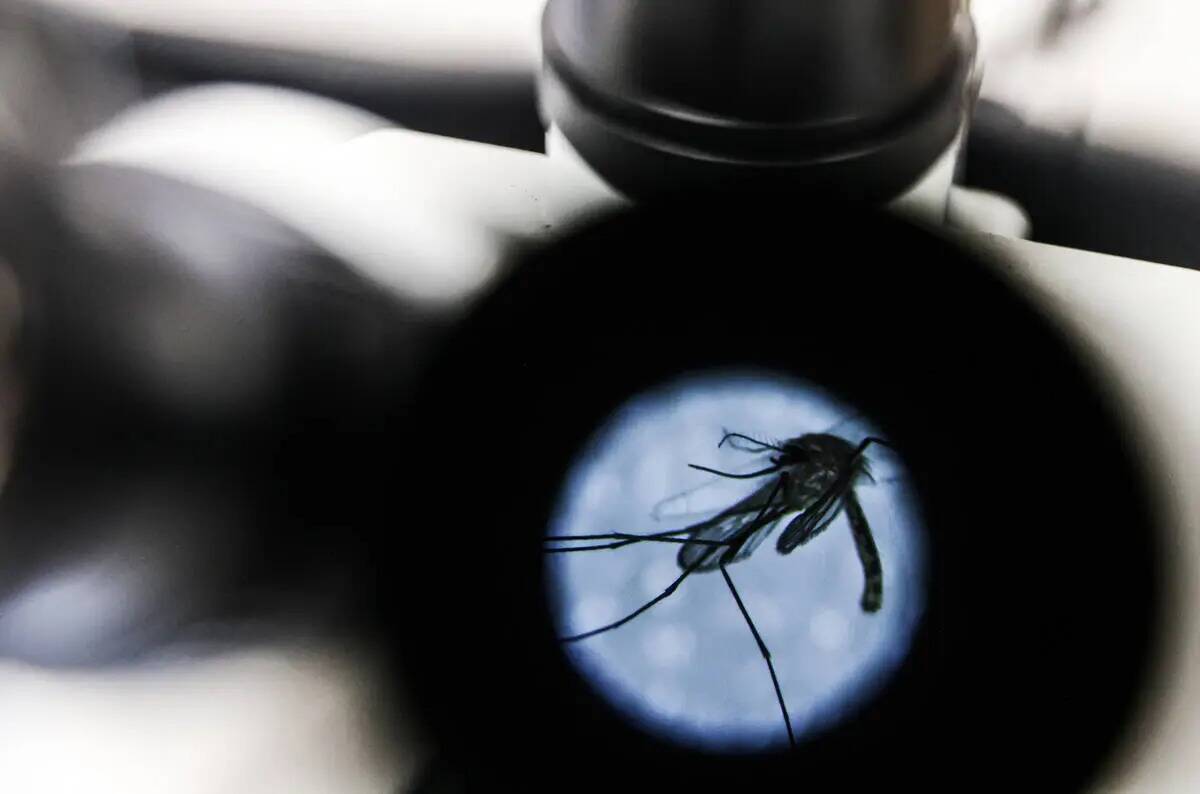 Un mosquito es visto a través de un microscopio en un laboratorio de la UNLV en Las Vegas, mar ...