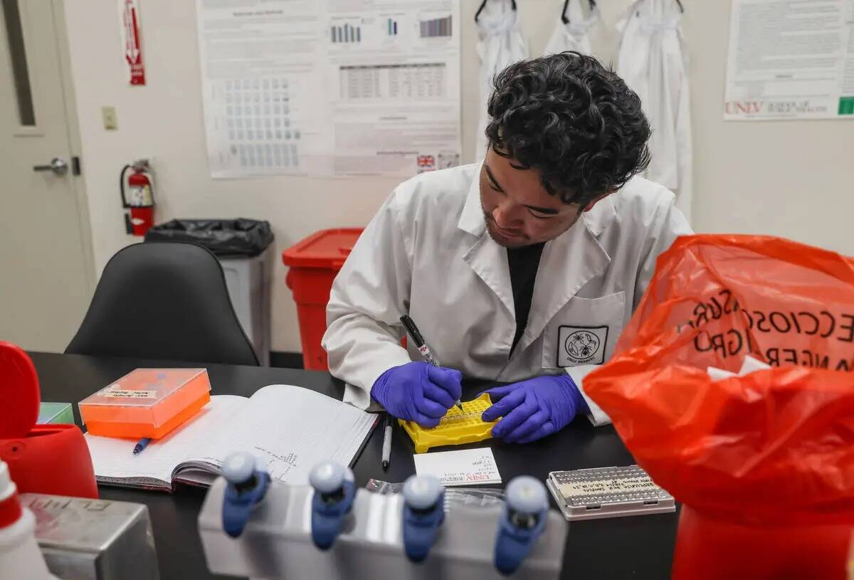 El estudiante de posgrado Austin Tang trabaja en el análisis de muestras del virus del Nilo Oc ...