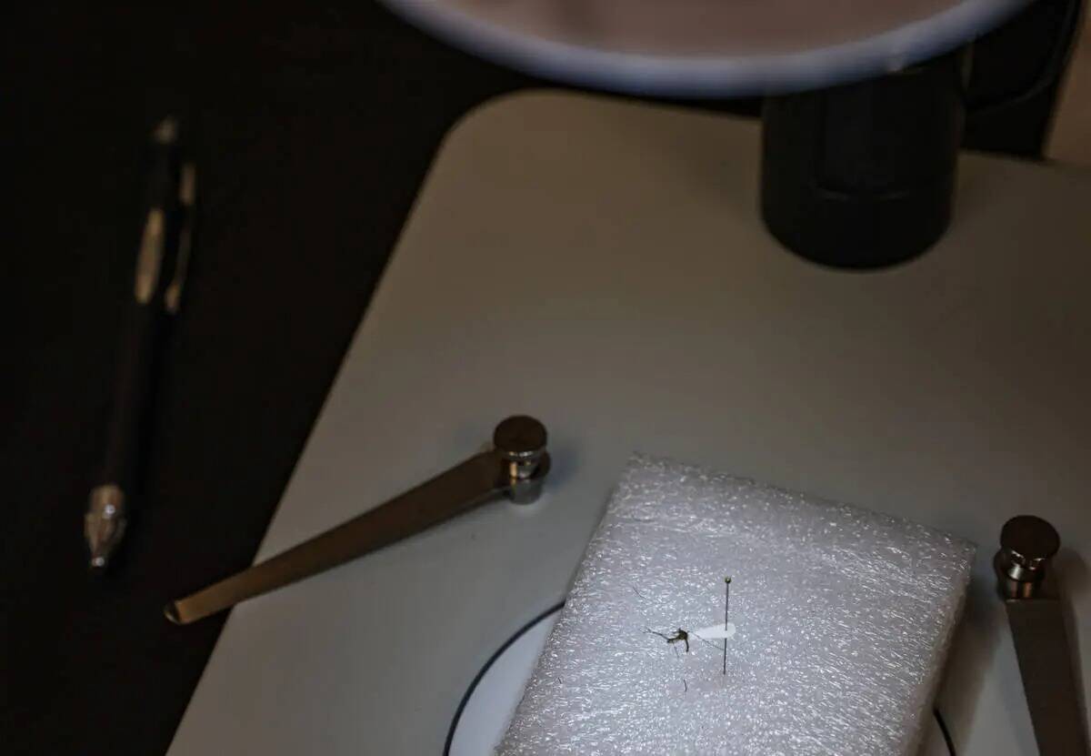 Un mosquito bajo el microscopio en un laboratorio de la UNLV en Las Vegas, el martes 11 de juni ...