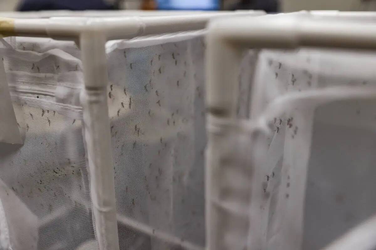 Mosquitos que van a ser estudiados en recipientes de malla en un laboratorio de la UNLV en Las ...