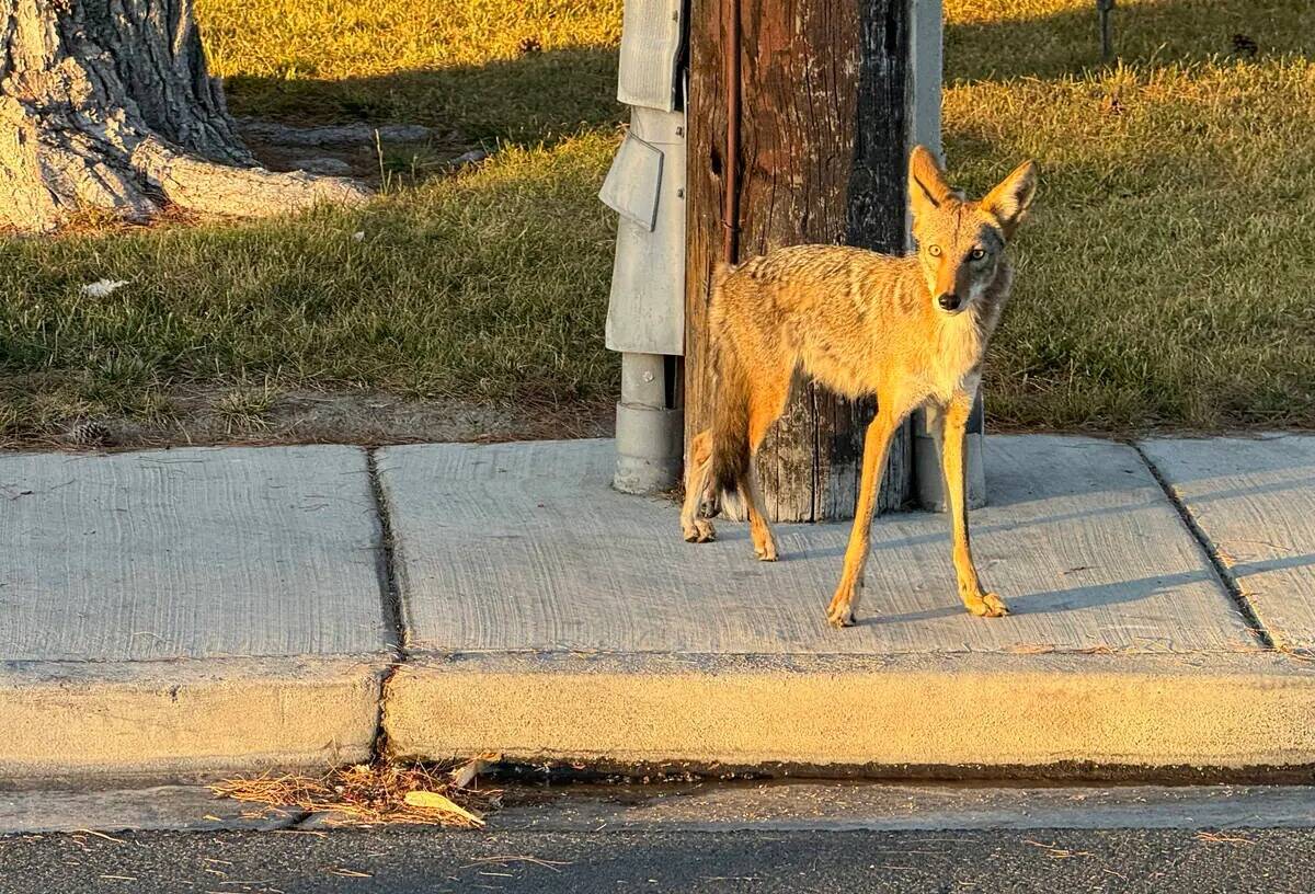 Un coyote es visto en Alta Drive solo al este de Rancho Drive en Las Vegas, el domingo 30 de ju ...