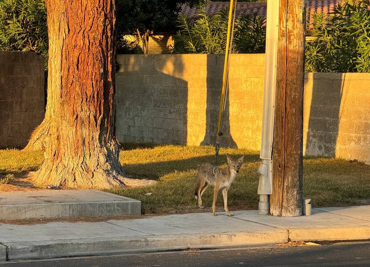 Un coyote es visto en Alta Drive al este de Rancho Drive en Las Vegas, el domingo 30 de junio d ...