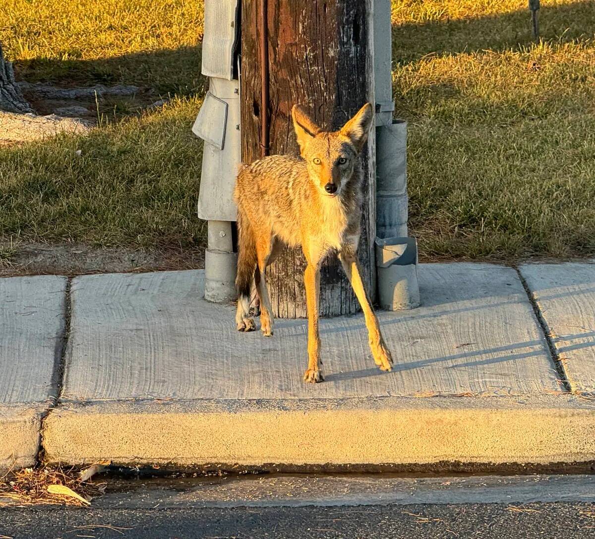 Un coyote es visto en Alta Drive solo al este de Rancho Drive en Las Vegas Domingo, 30 de junio ...