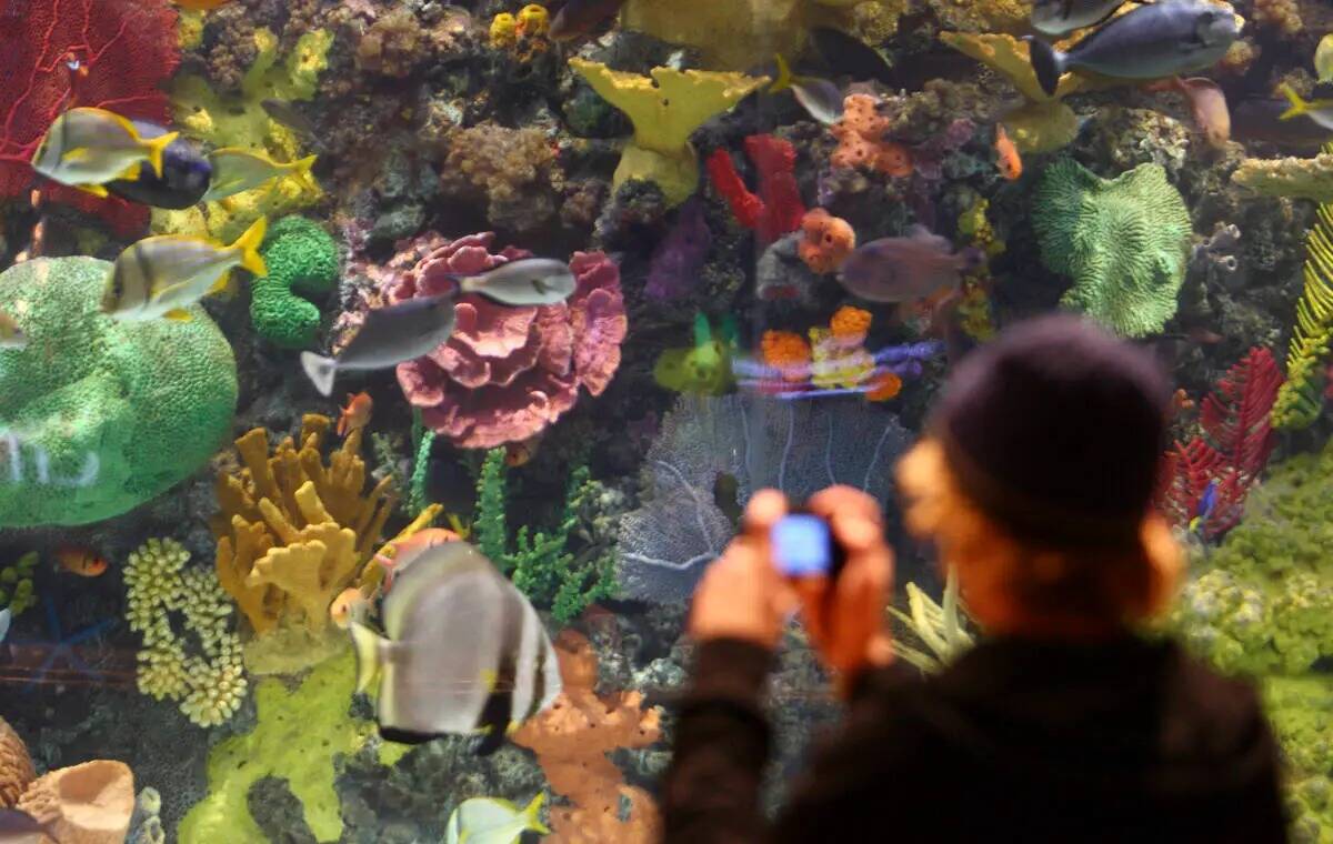 Un turista fotografía peces tropicales en el acuario de 20 mil galones del vestíbulo del hote ...