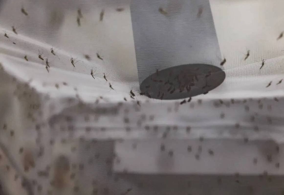 Mosquitos se alimentan de un dispositivo con sangre en un laboratorio de la UNLV en Las Vegas, ...