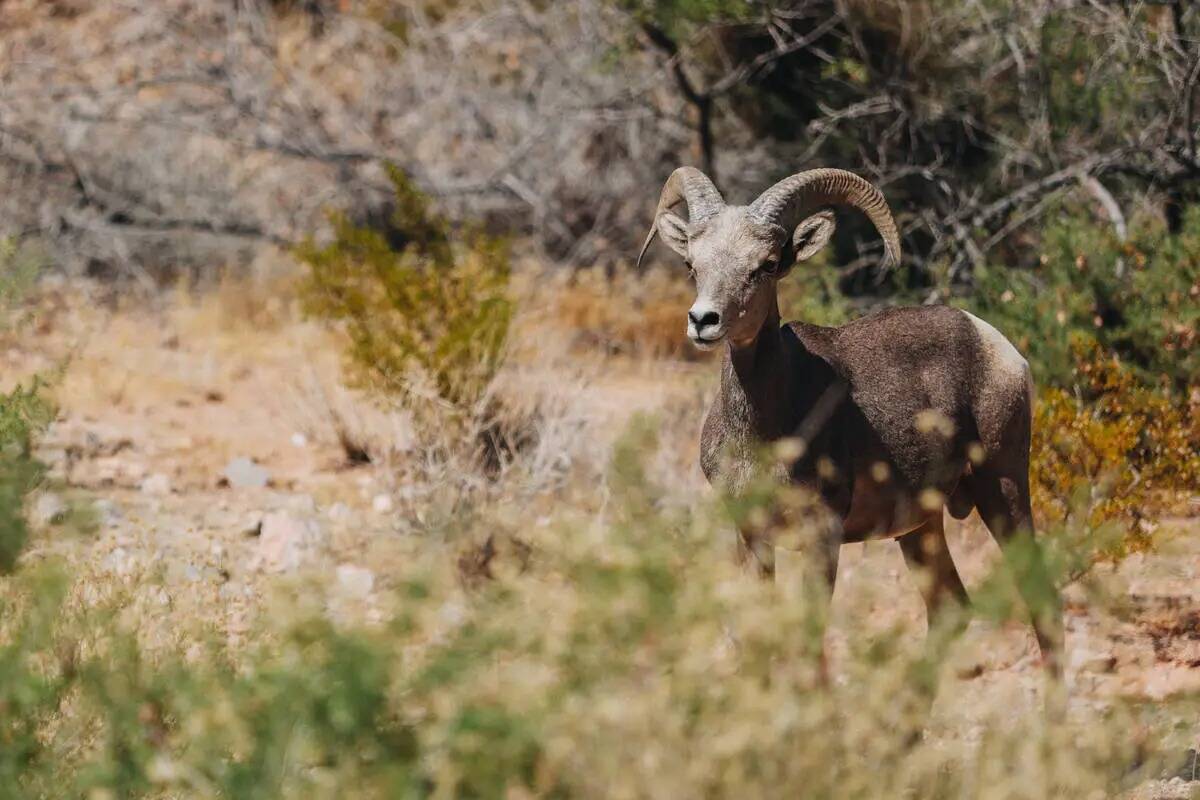 Un borrego cimarrón es visto afuera del Valley of Fire State Park, el jueves 11 de julio de 20 ...