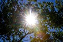 Los rayos de luz del sol de la tarde atraviesan las ramas de los árboles en Bruce Trent Park, ...