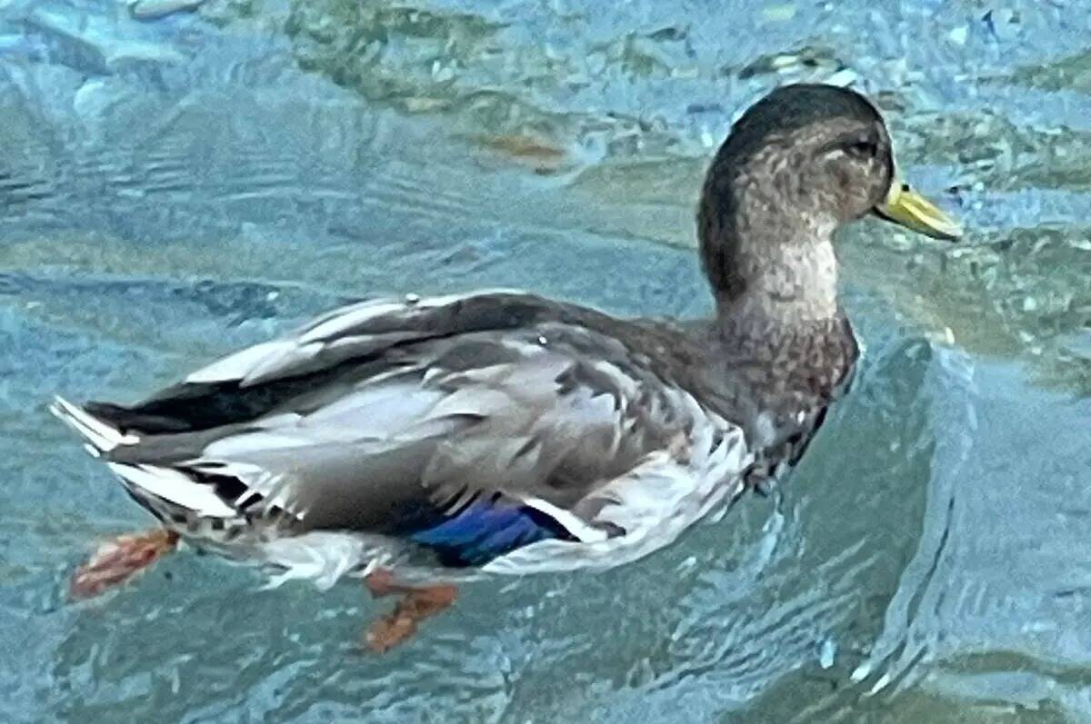 Un ánade real nada en el agua frente al Mirage de Las Vegas en esta foto sin fecha. (Cortesía ...