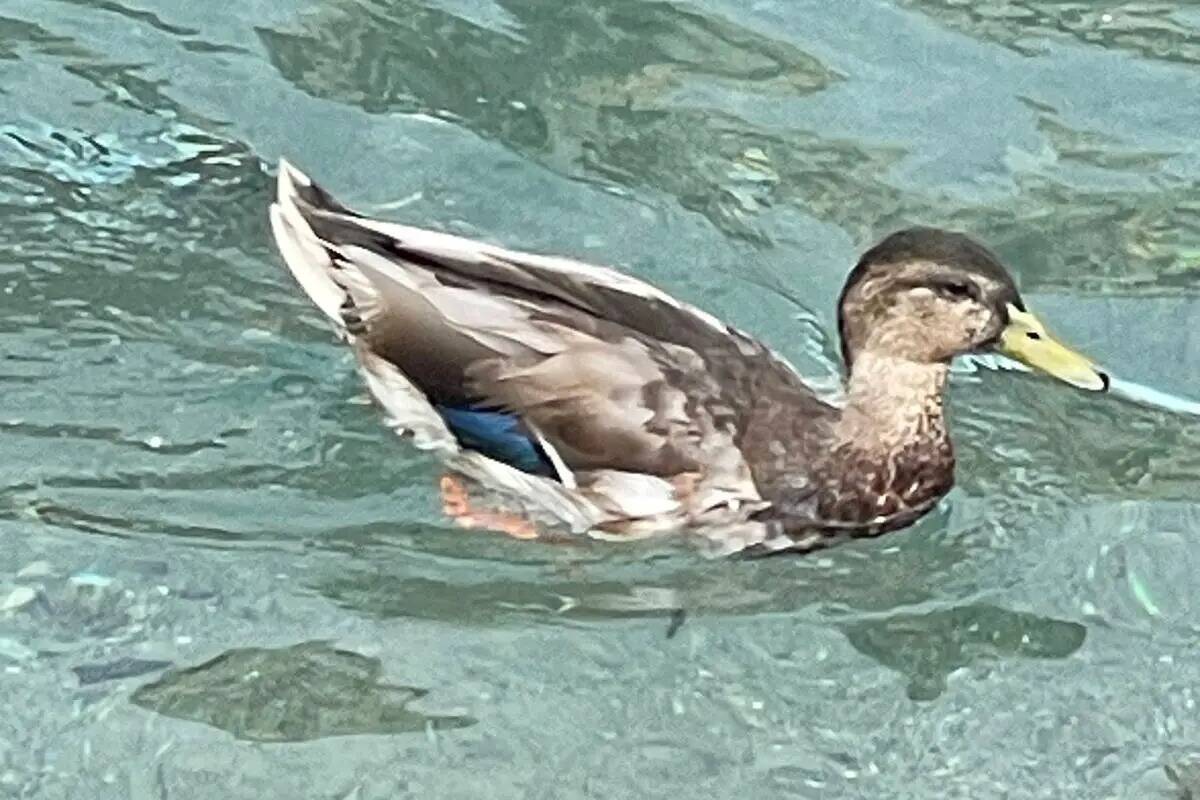 Un ánade real nada en el agua frente al Mirage de Las Vegas en esta foto sin fecha. (Cortesía ...