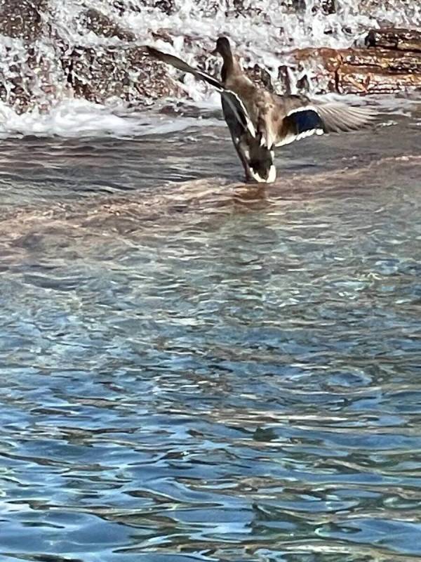 Un ánade real nada en el agua frente al Mirage de Las Vegas en esta foto sin fecha. (Cortesía ...