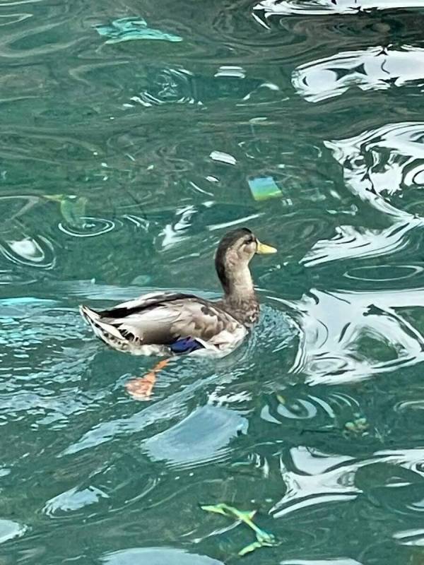 Un ánade real nada en el agua frente al Mirage de Las Vegas en esta foto sin fecha. (Cortesía ...