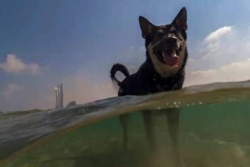 Un perro se para en el mar Mediterráneo en Hadera, Israel, mientras intenta refrescarse durant ...