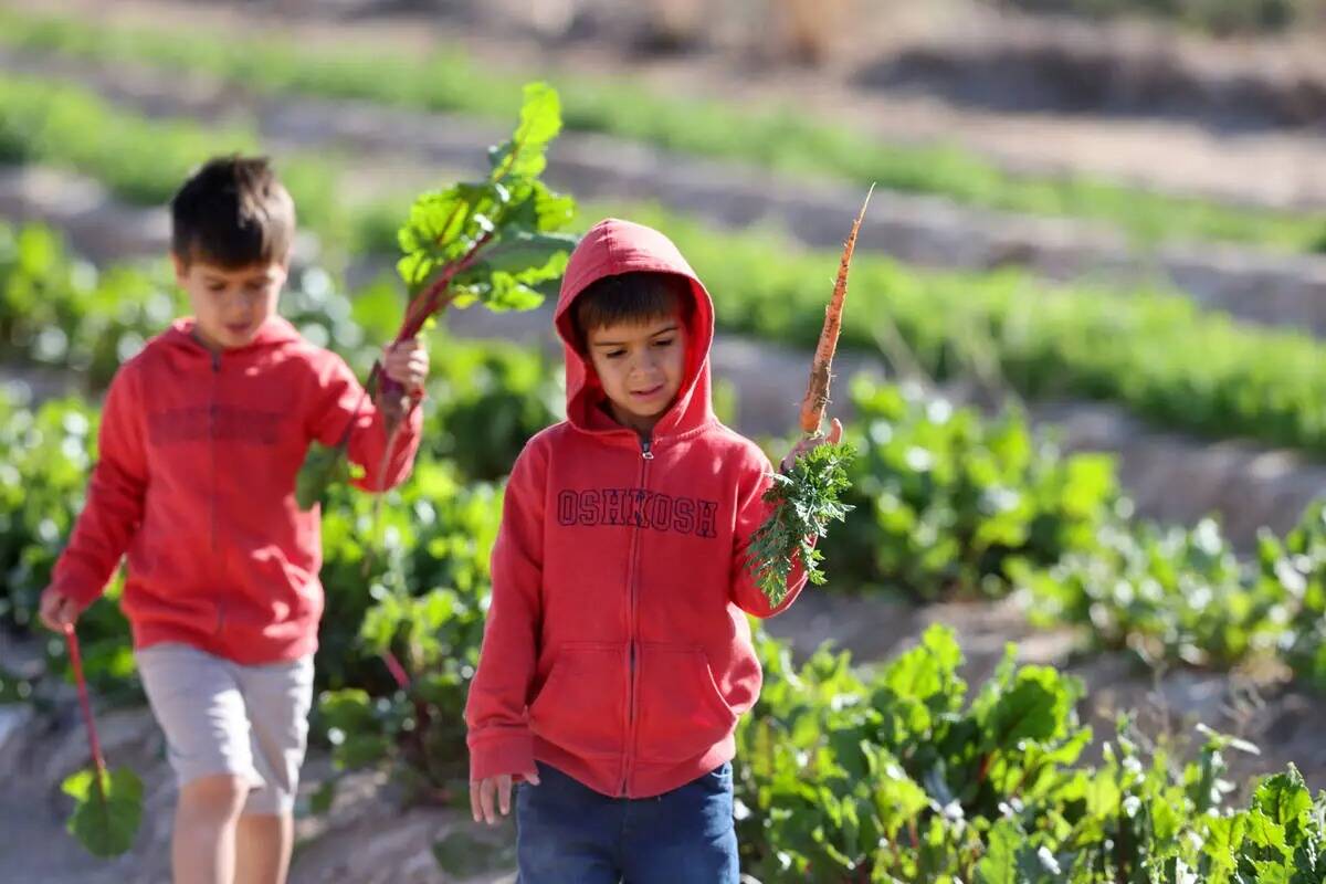 Los gemelos Logan, a la izquierda, y Triston Singh, de 7 años, recogen productos en Gilcrease ...