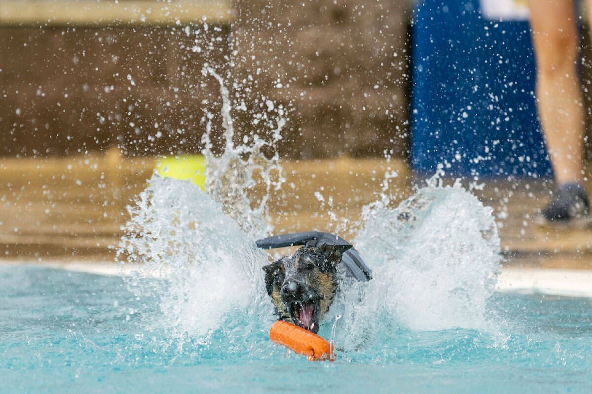 El perro Jinx salta al agua para recuperar un juguete durante el evento Dog Daze of Summer, en ...