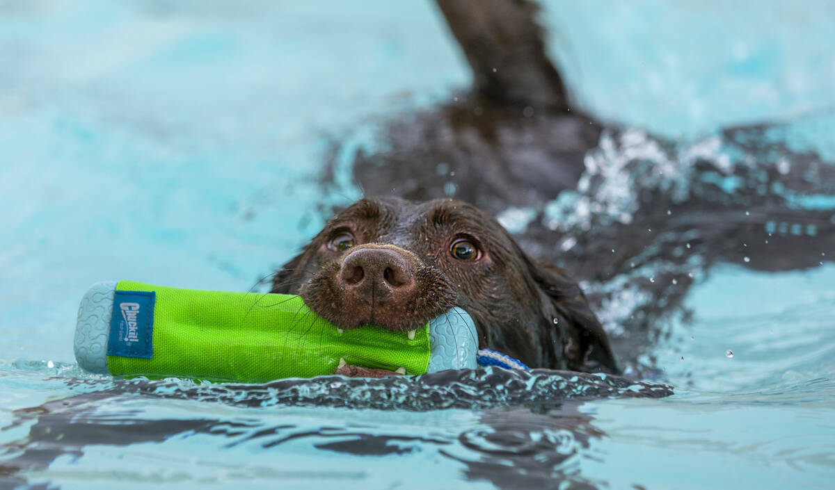 Un perro recupera un juguete durante el evento Dog Daze of Summer, en el que los perros nadan e ...