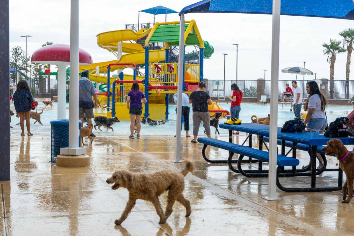 La lluvia no puede detener el evento Dog Daze of Summer, en el que los perros nadan en la pisci ...