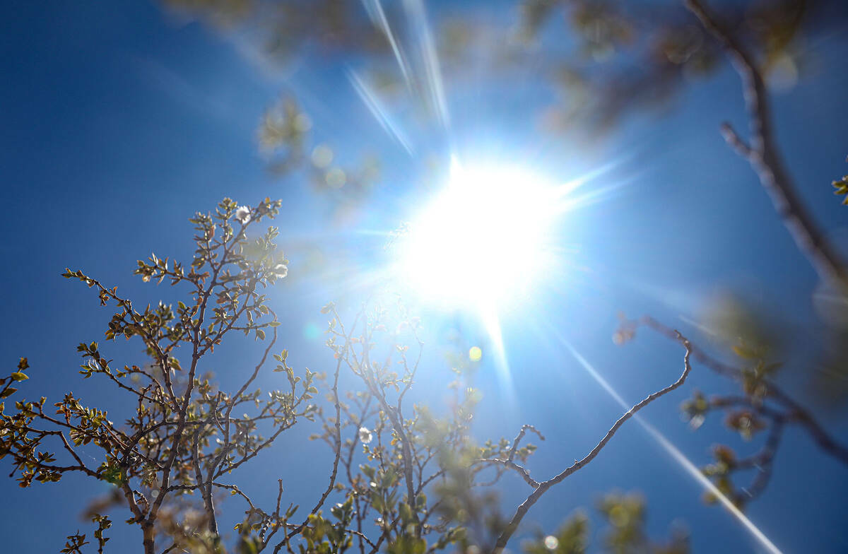 El sol brilla a través de un arbusto de creosota en el Red Rock Canyon National Conservation A ...