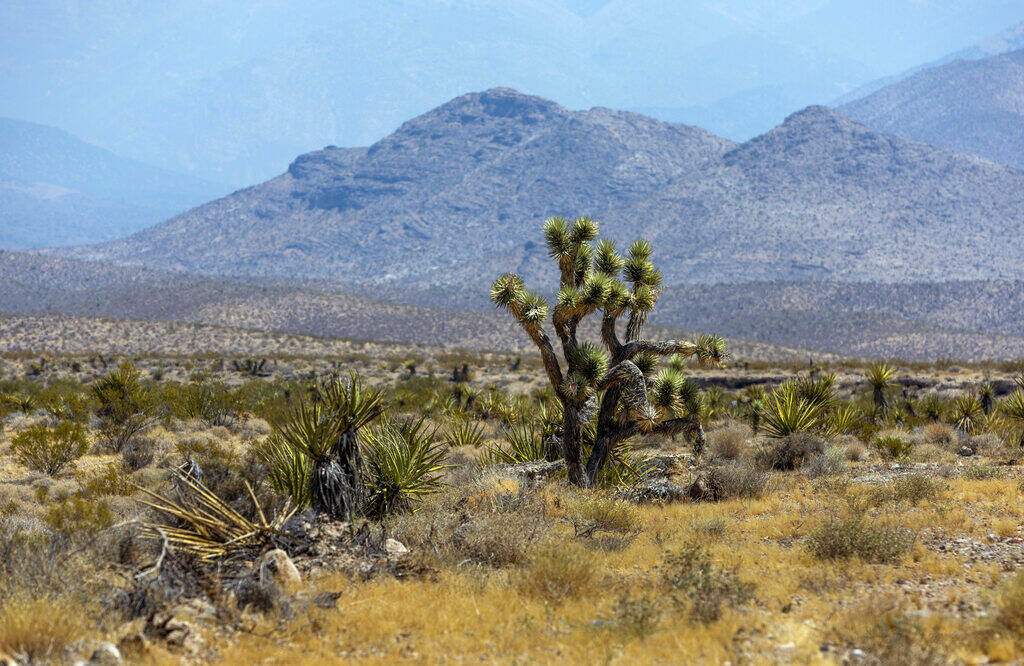 La nueva propiedad de Spaceport cuenta con árboles de Josué entre otra vegetación del desier ...