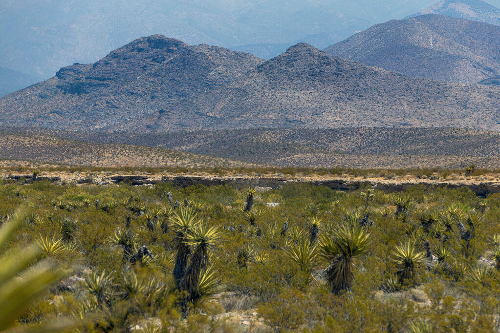 La nueva propiedad del Spaceport cuenta con yucas entre otra vegetación desértica, el sábado ...