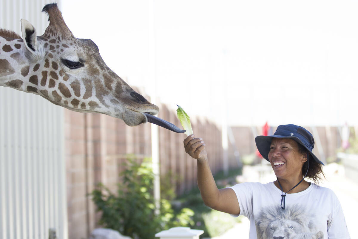 Ozzie si alimentado por Cristina Cuéllar, gerente del Lion Habitat Ranch, dentro del recinto r ...