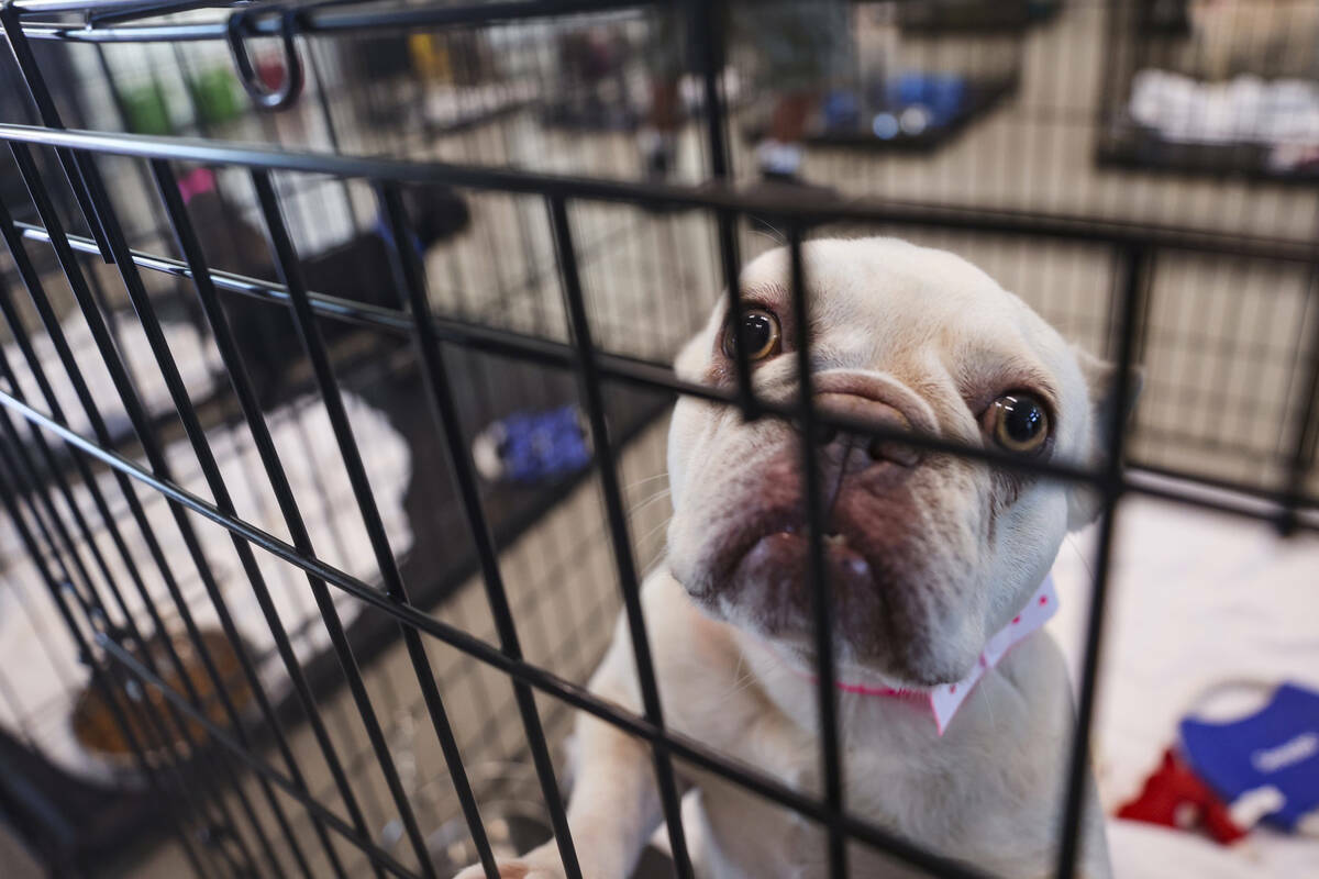 Un perro que fue recuperado de una operación de cría ilegal en una jaula en The Animal Founda ...