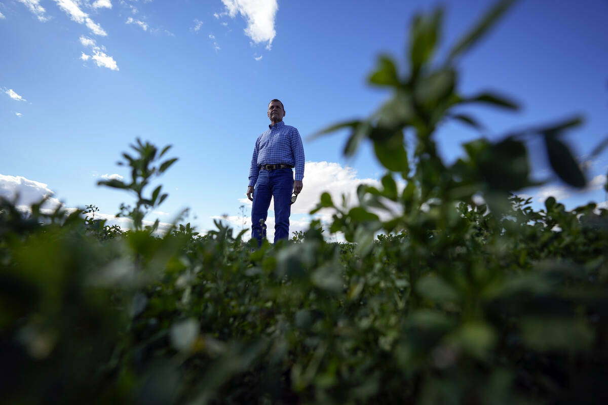 Tom Brundy de pie entre alfalfa en uno de los campos de su granja el 28 de febrero de 2023, cer ...