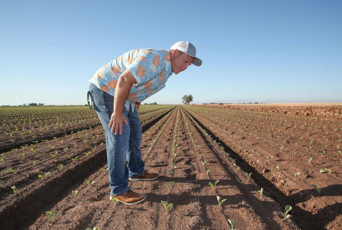 Jack Vessey, agricultor del Valle Imperial, revisa sus cultivos en Holtville, California, el 6 ...