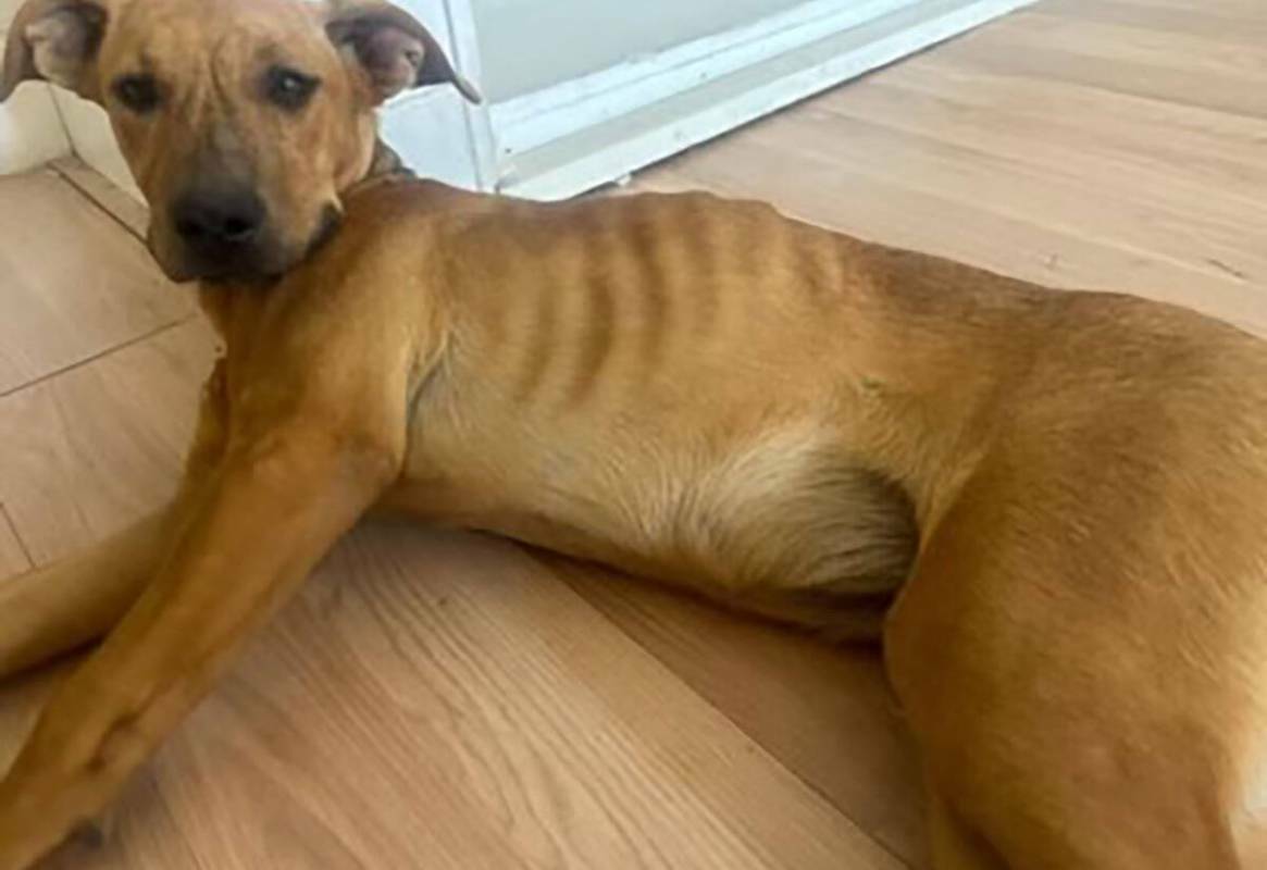 Un perro esquelético rescatado del desierto de Mojave tras ser encontrado cerca de Baker, Cali ...