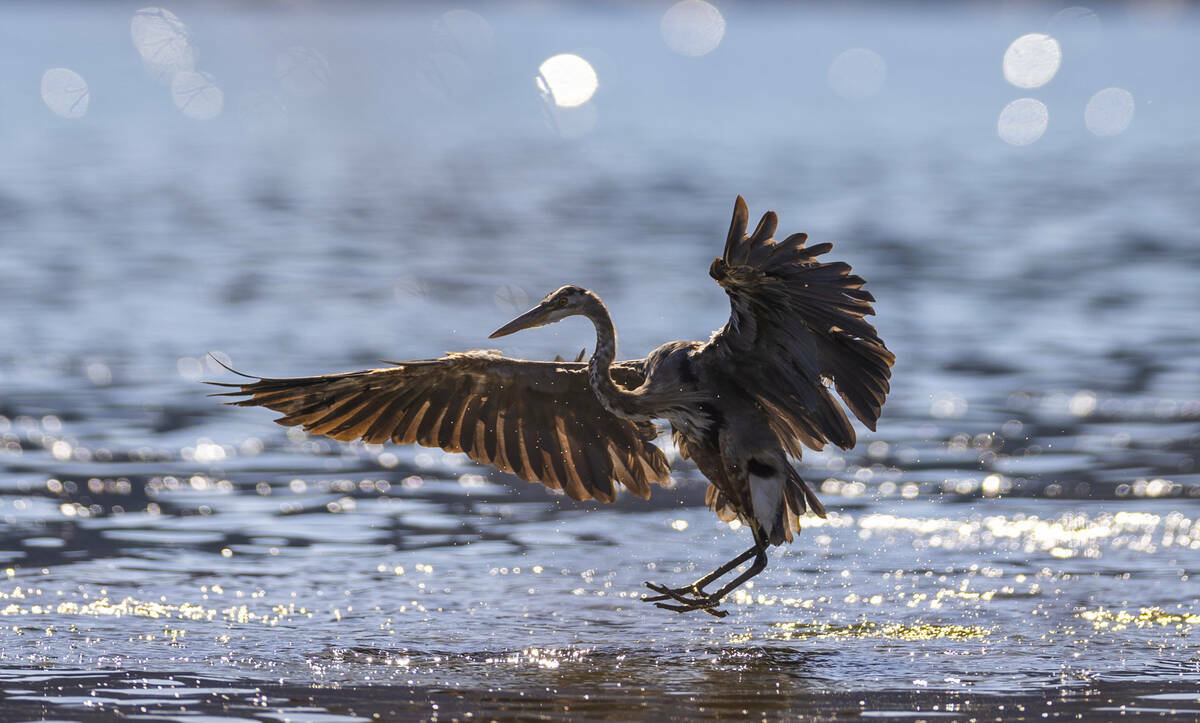 Una garza azul juvenil se posa en el agua frente a Boulder Beach, en el lago Mead, el jueves 15 ...