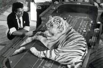 El ilusionista Roy Horn de Siegfried & Roy posa con un tigre blanco en una mesa de dados del Ae ...