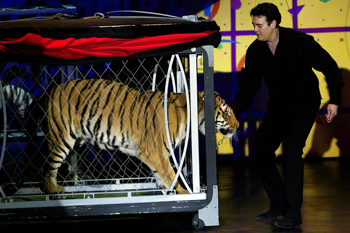 El ilusionista Rick Thomas, a la izquierda, saca su tigre durante una actuación en The Orleans ...