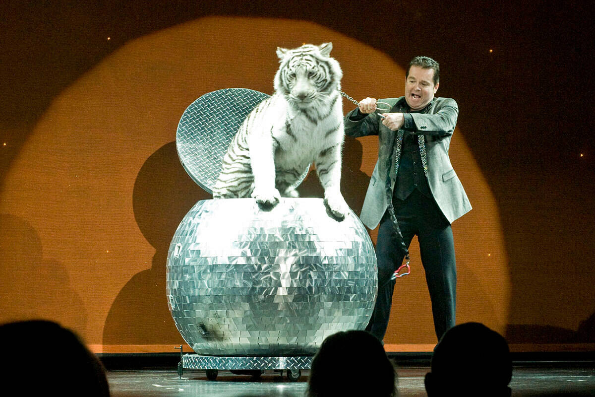 El ilusionista Rick Thomas, a la izquierda, saca su tigre durante una actuación en The Orleans ...