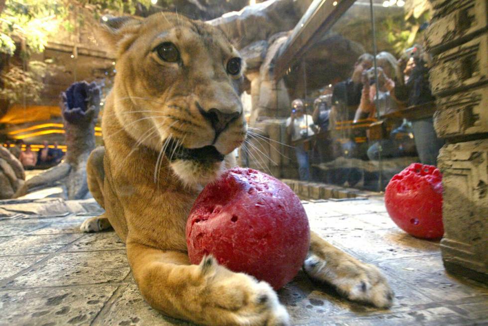 No solo había tigres en el Strip: Samantha, una leona africana, juega con una pelota en su há ...