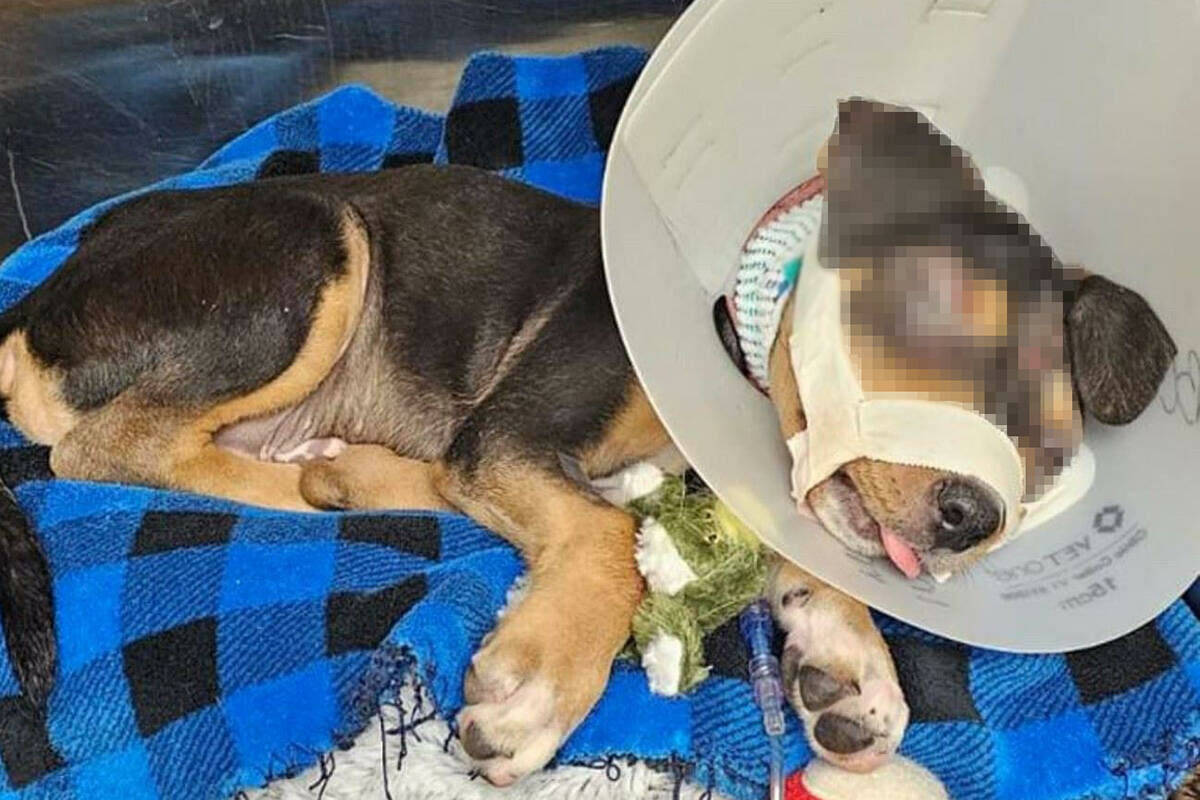 "Seven", un rottweiler mestizo, fue tratado por una mandíbula dislocada, daños en el ojo y la ...