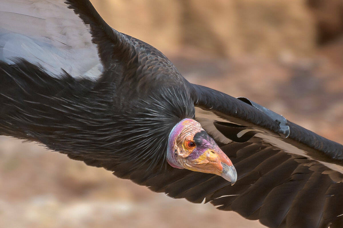 El cóndor de California 1K en peligro de extinción muere por envenenamiento con plomo en el Z ...