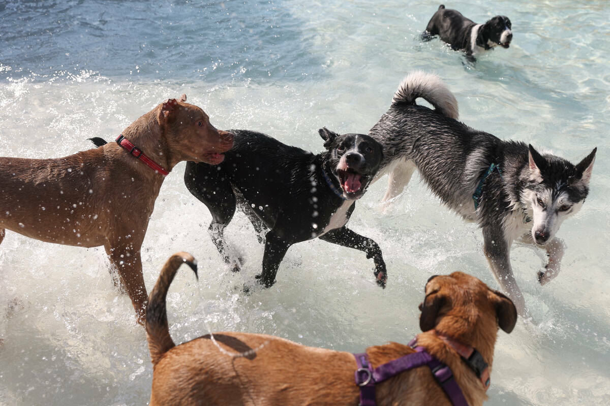 Perros chapotean en la piscina durante el evento anual Dog Daze of Summer en Desert Breeze Aqua ...